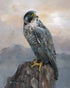 Peregrine Falcon   Hilary Mayes