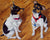Double Trouble Rat Terriers Tanya Amberson